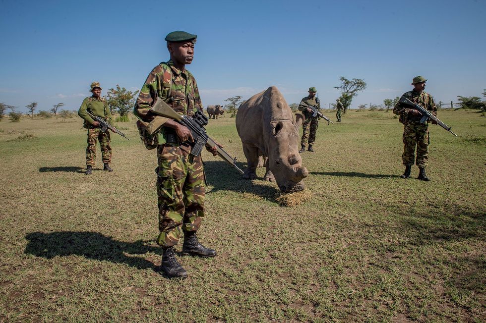 Een groep gewapende beveiligers bewaakt Sudan een noordelijke witte neushoorn die de laatste van zijn soort was
