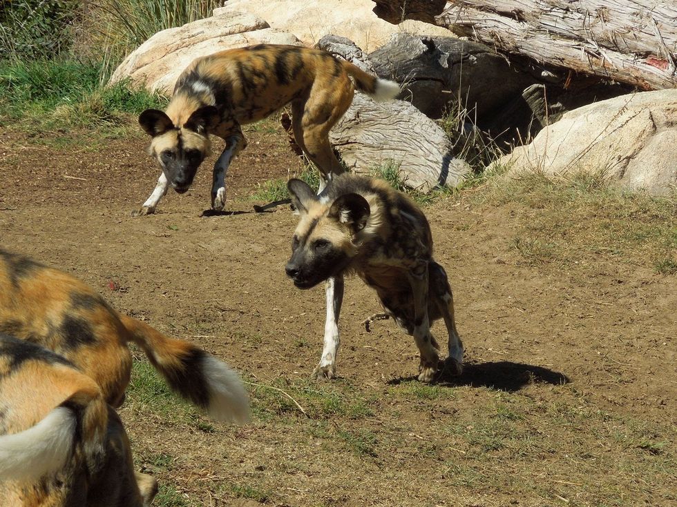 In een roedel zorgen hyenahonden vaak voor leden die een poot moeten missen