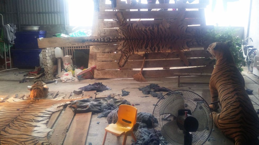 Undercoveragenten van de Wildlife Justice Commission WJC bezochten een huis in Vietnam waar ze acht tijgervellen waaronder de twee op de foto en een opgezette tijger aantroffen