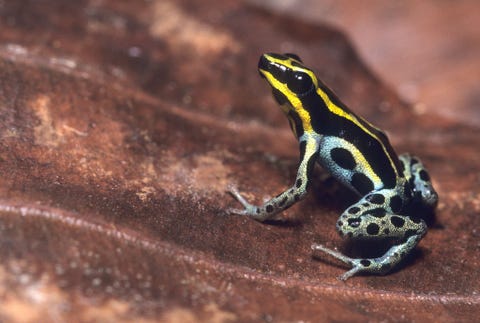 Ook wel bekend als de Amazonegifkikker en de Rio Madeiragifkikker zit deze diurnale pijlgifkikker Adelphobates quinquevittatus op bladafval op de grond van het regenwoud