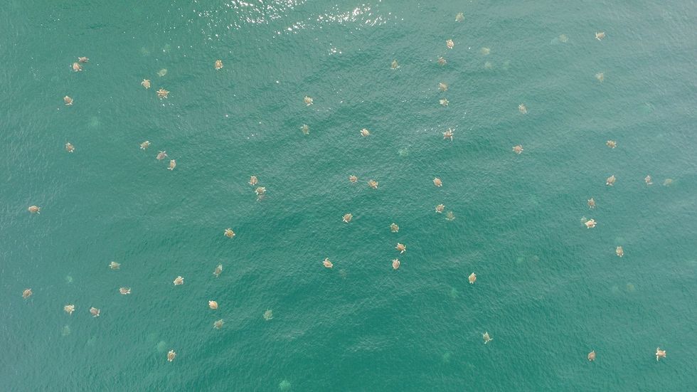 Een gigantische hoeveelheid dwergschildpadden net voor de kust van Ostional National Wildlife Refuge