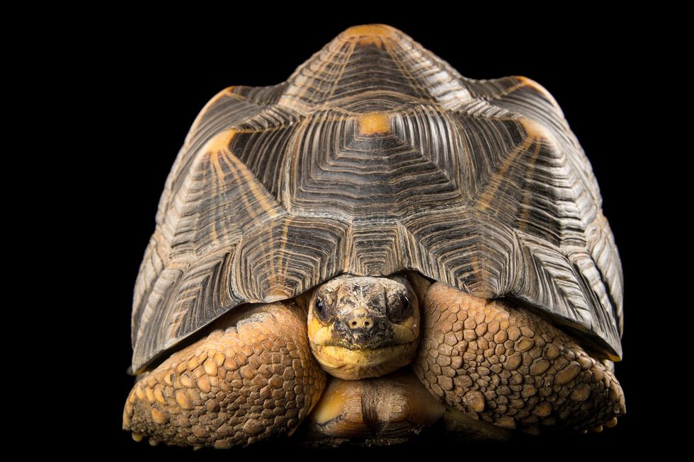 Stralenschildpadden populaire huisdieren in onder meer Hongkong en China zijn ernstig bedreigd Er geldt een internationaal verbod op de handel in deze dieren