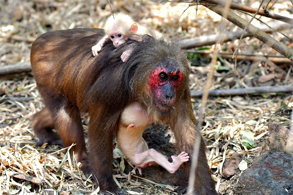 De moeder van een tweeling draagt een van haar beide aapjes op haar borst mee terwijl de andere op haar rug zit