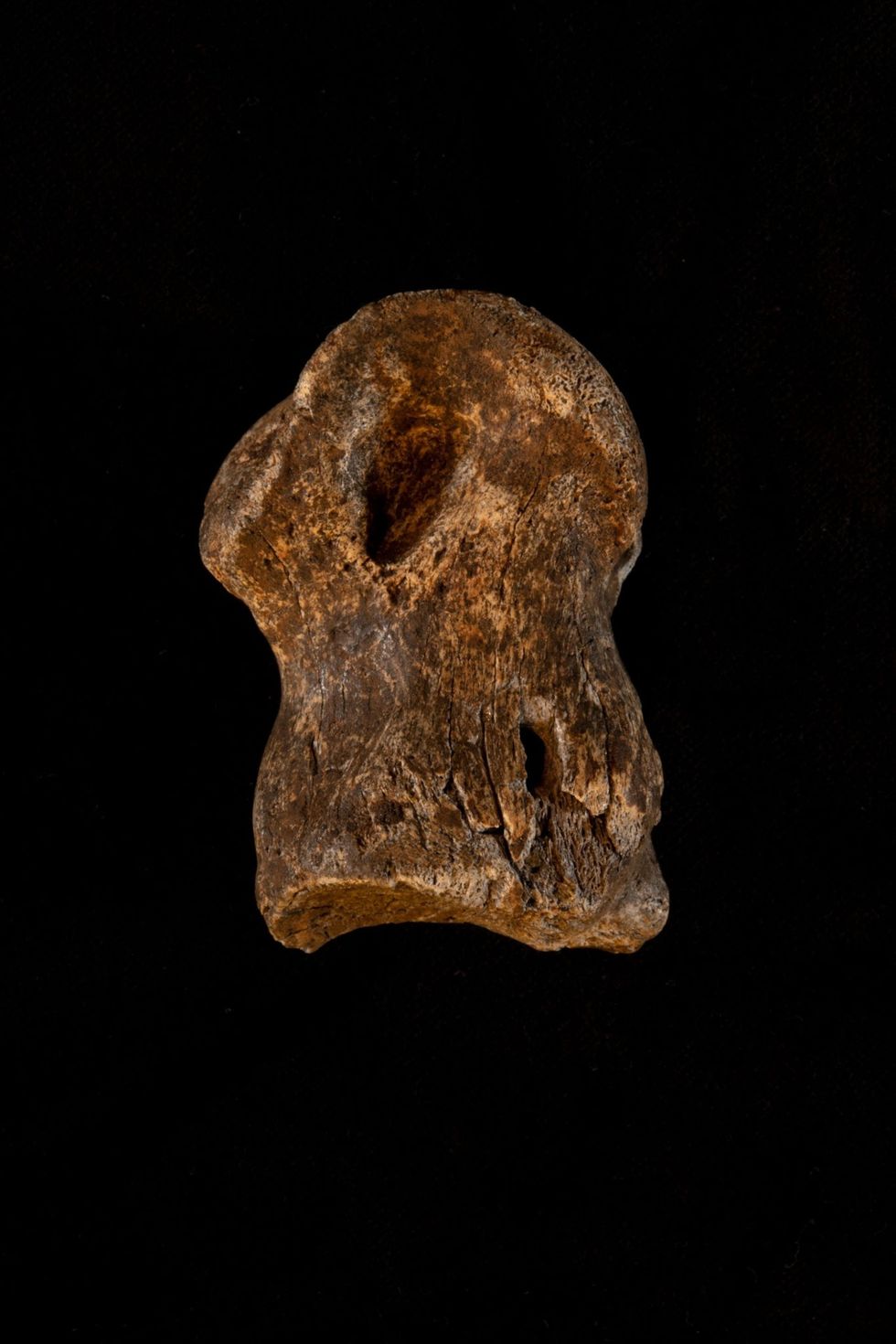 Achteraanzicht van het botje het tweede middenvoetsbeen van een reuzenhert Megaloceros giganteus een soort die ruim zevenduizend jaar geleden is uitgestorven