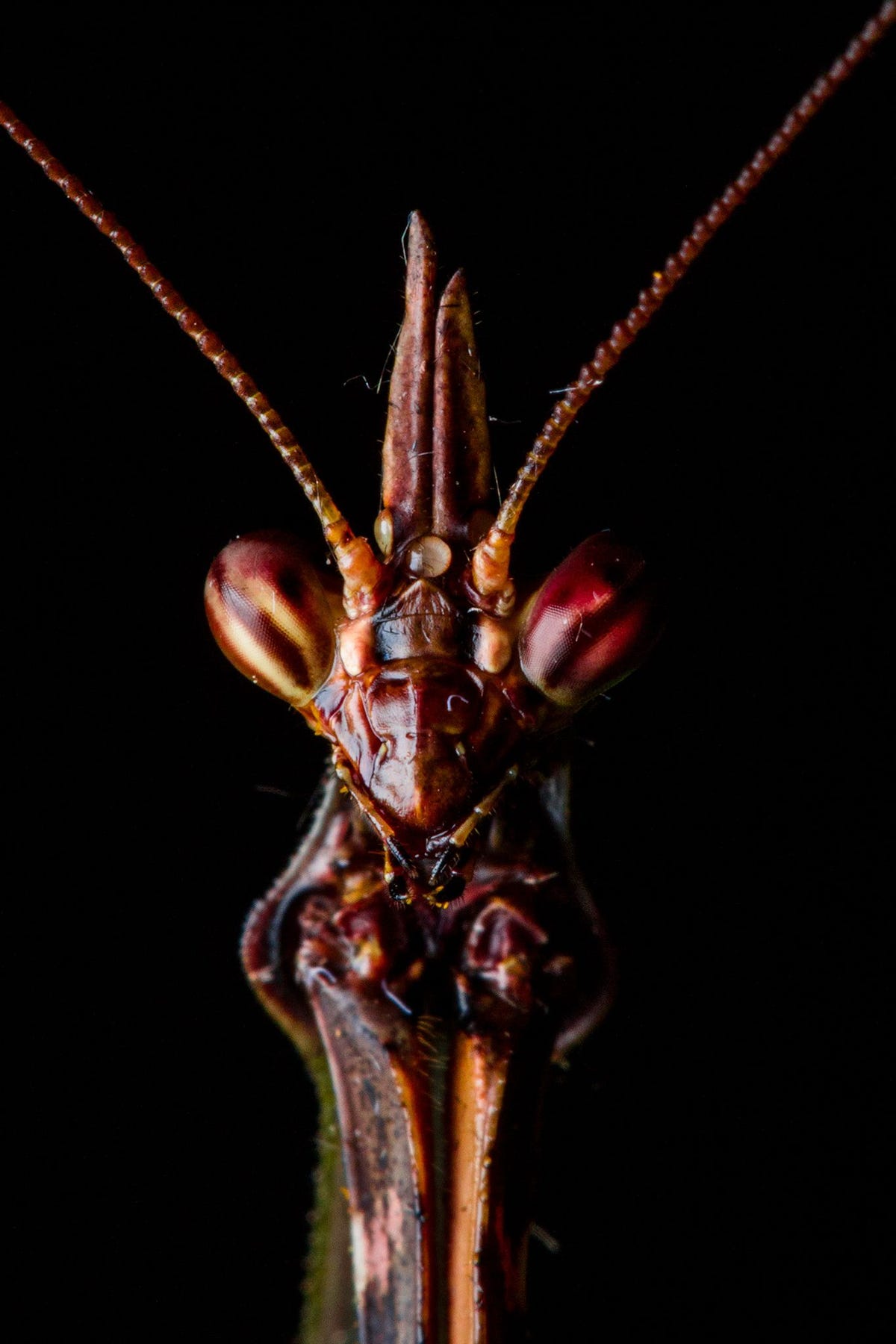 Dit mannetje van een eenhoornbidsprinkhaan uit het geslacht Zoolea werd gevonden in het Parque Nacional da Serra da Bocaina Het eenhoornige uitsteeksel is een vorm van camouflage om belagers te verwarren