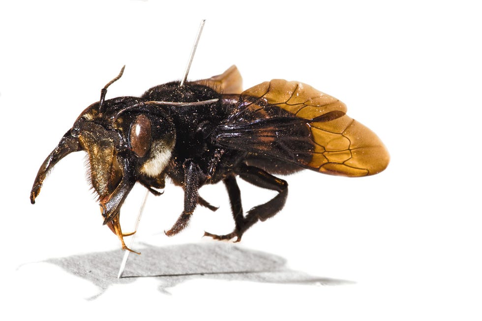 Dit originele exemplaar van de Wallacereuzenbij werd door Alfred Russel Wallace zelf gevangen