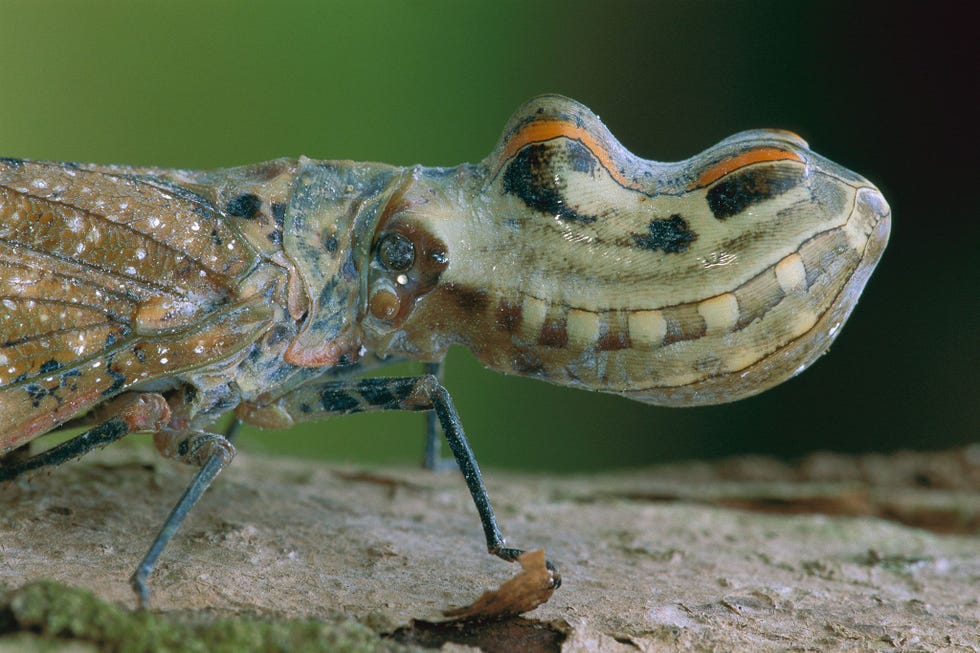 Een lantaarndrager in het Nationale Park van Amacayacu in Colombia