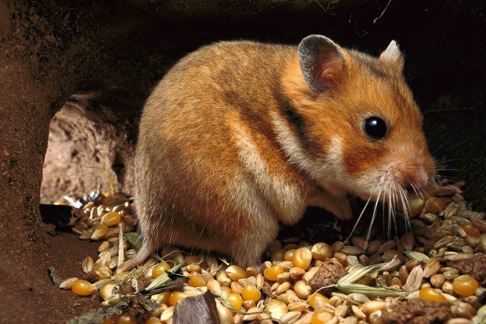 Deze goudhamster zit in zijn ondergrondse voedselopslag met granen en mas Hamsters hebben elastische wangzakken die in omvang bijna kunnen verdrievoudigen