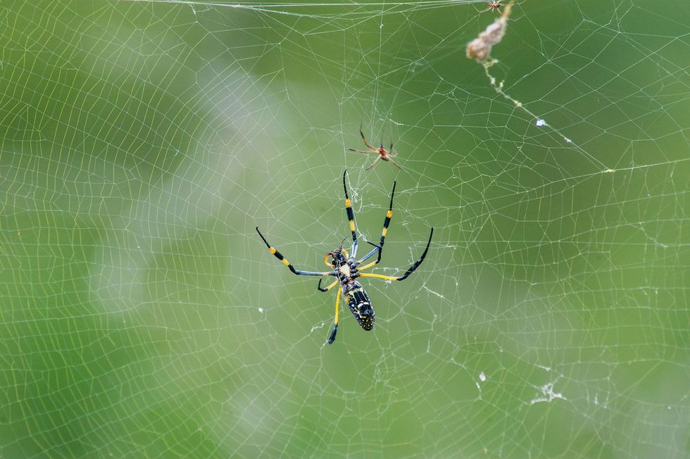 A male and female golden orb weaver hang out on a web in South Africas Kruger National Park
