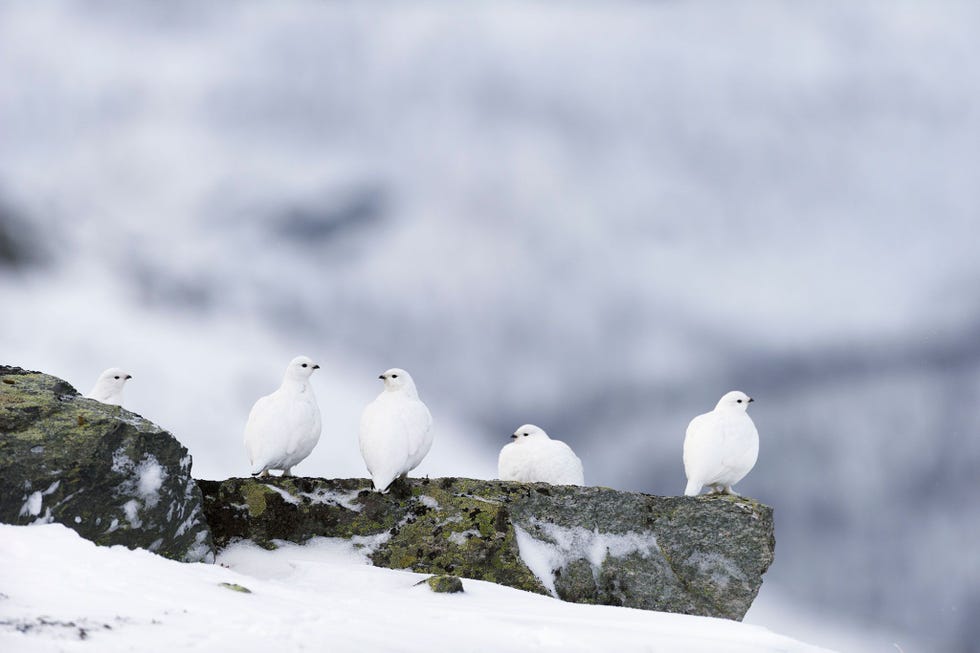 In het Nationale Park Sarek in Zweden showen alpensneeuwhoenders hun witte verenkleed