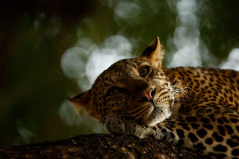 De 16jarige Skye Meaker won de onderscheiding Young Wildlife Photographer of the Year voor zijn foto van de luipaard Mathoja die in het wildreservaat van Mashatu in Botswana ontwaakt
