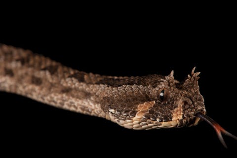 De pofadderBitis cornuta