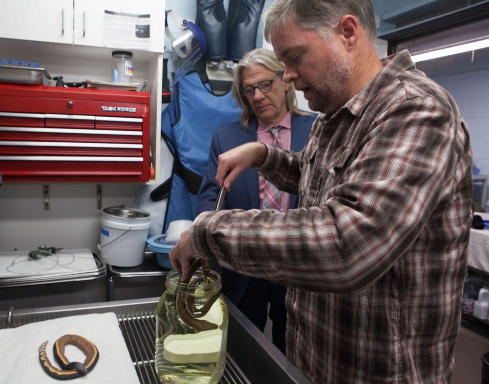De zeeslang zal voor toekomstig onderzoek worden opgenomen in de collecties van het Natural History Museum of Los Angeles County