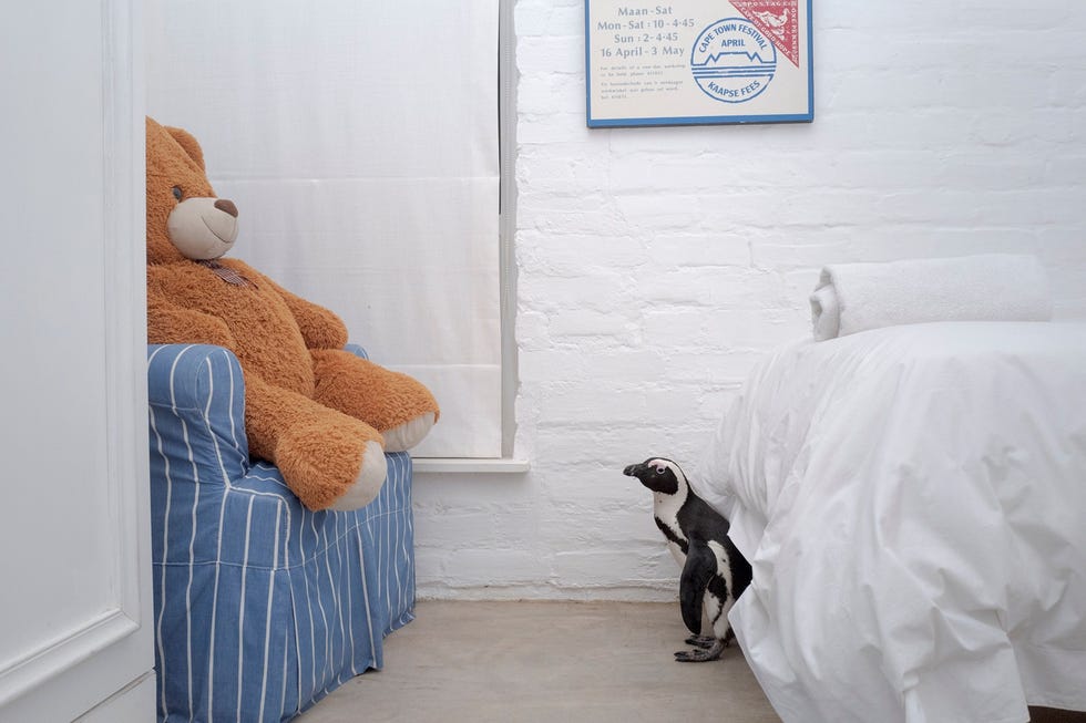 Penguin in bedroom In Simons Town in ZuidAfrika broedt een grote kolonie zwartvoetpinguns Sommige van de dieren zijn gewend geraakt aan mensen waardoor ze in achtertuinen opduiken en zelfs woningen binnenwandelen Een paar pensions in het stadje gebruiken de aanwezigheid van de pinguns om klanten te trekken maar experts wijzen erop dat deze gewenning ertoe kan leiden dat de vogels drukke wegen oversteken en worden overreden Het hoogtepunt van het toerismeseizoen valt samen met de periode waarin de pinguns in de rui zijn en gedurende meerdere weken niet op zoek kunnen gaan naar voedsel waardoor ze mogelijk extra kwetsbaar zijn voor stress Uit Africas only penguins face an uncertain future oktober 2021