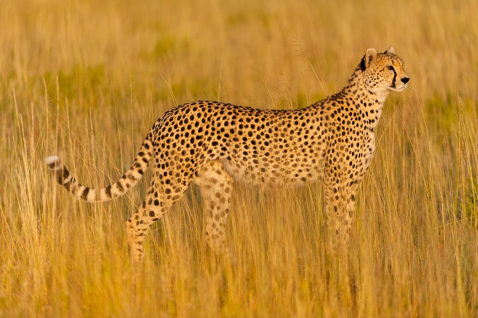 Terrestrial animal, Wildlife, Vertebrate, Mammal, Cheetah, Grassland, Leopard, Felidae, Savanna, Prairie, 