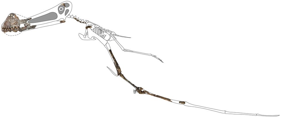 Deze reconstructie van het skelet van Ferrodraco toont de onlangs ontdekte fossielen in drie dimensies Hoewel de pterosaurir verre van compleet is worden resten van deze vliegende reptielen in Australi zeer zelden gevonden