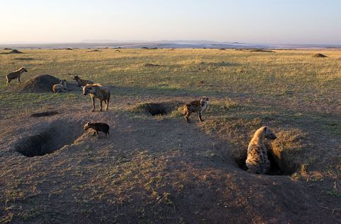 Gevlekte hyenas in een gezamenlijk leger in het Nationale Park Masai Mara in Kenia