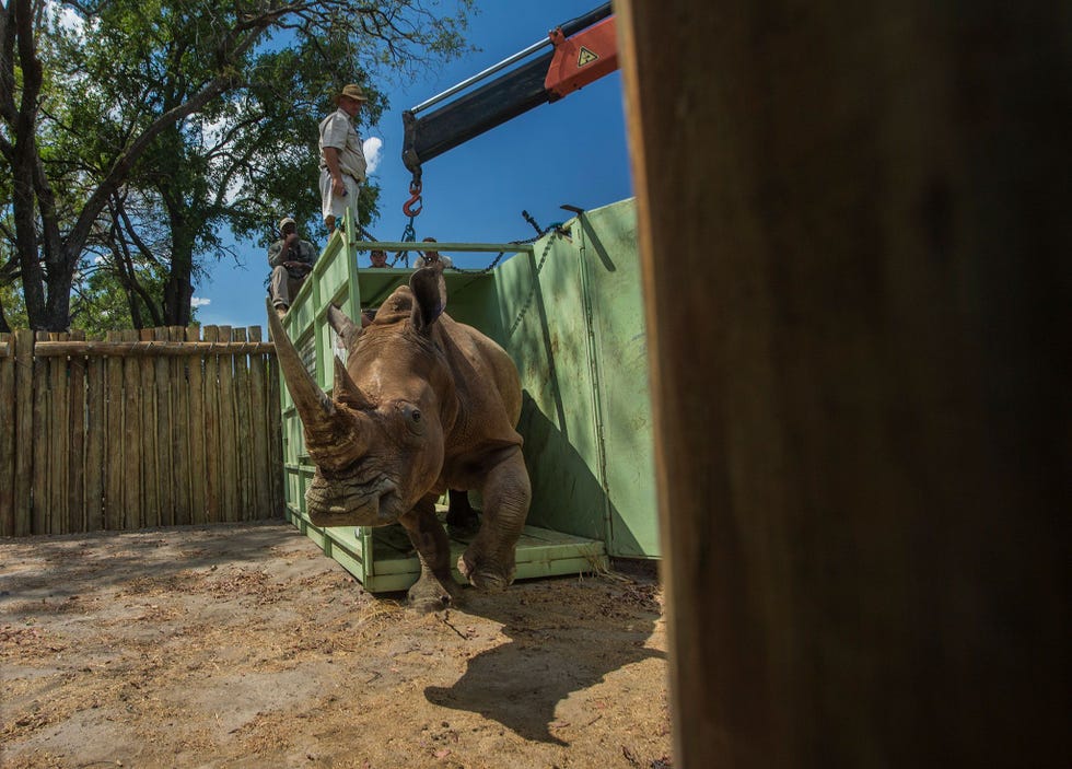 Een neushoorn uit ZuidAfrika waar elke dag drie neushoorns door stropers worden gedood wordt tijdelijk in omheind terrein vastgehouden voordat het dier in de natuur van Botswana wordt uitgezet