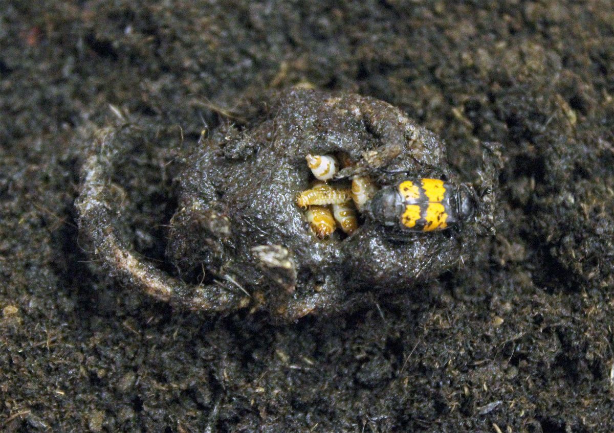 A burying beetle tends to a corpse filled with its young