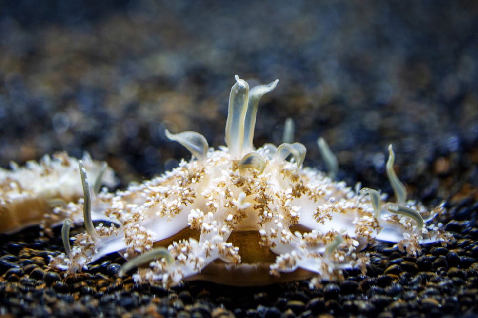 Cassiopeakwallen die ook wel onderstebovenkwallen worden genoemd zijn te zien in het National Aquarium in Washington DC