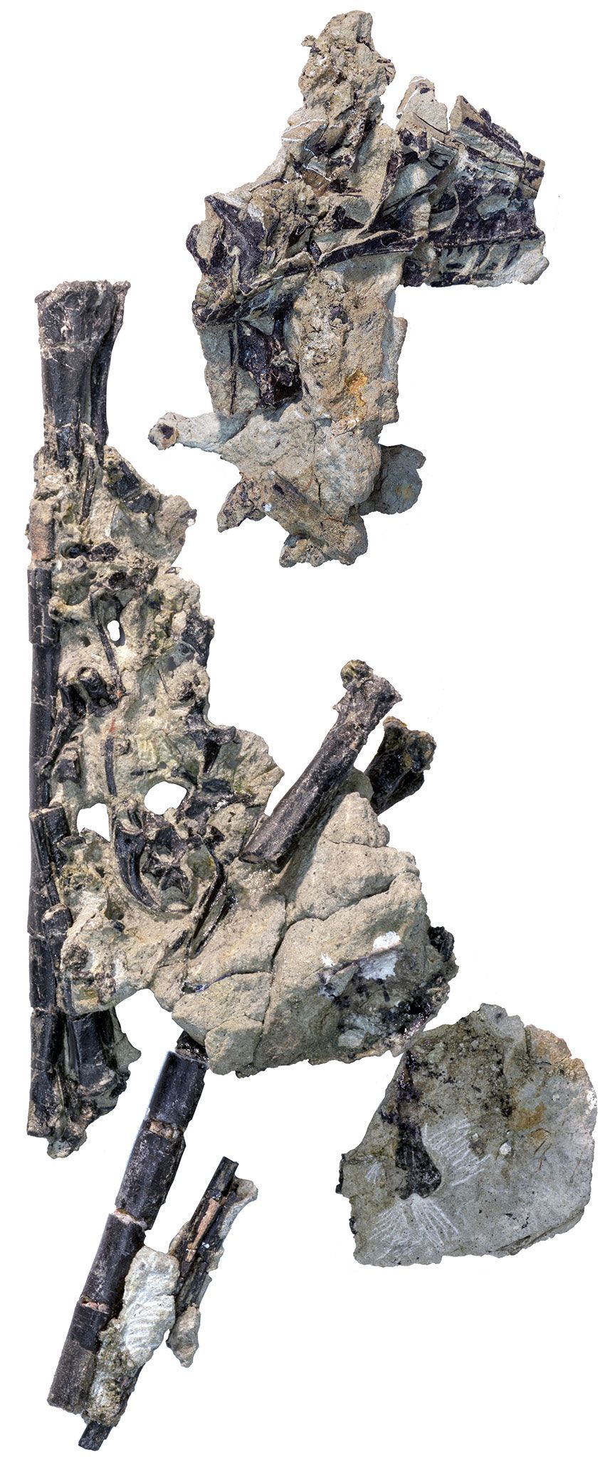 De fossielen van Lori behoren tot de soort Hesperornithoides miessleriis die tijdens het BovenJura leefde Het is de kleinste dinosaurir die tot nu toe in de staat Wyoming is ontdekt