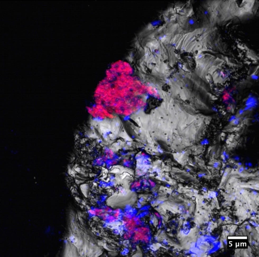 In de nieuwe studie wordt voor het eerst bevestigd dat blauwalgen of cyanobacterin op de foto te zien als helderrode vlekken diep onder de grond overleven in scheurtjes en porin in de rotsen  ver van de warme straling van zonlicht