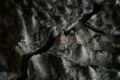 Deze foto toont de pantserplaten van het spectaculair bewaard gebleven skelet van een volledige ankylosaurirsoort genaamd Borealopelta markmitchelli de lichtere banden wijzen op flexibeler weefsel tussen het harde beschermende pantser van dit dier Het fossiel werd in 2011 ontdekt in een teerzandmijn in de Canadese provincie Alberta en vertoont nog een scheur die door een shovel werd veroorzaakt Gelukkig kon het fossiel worden gered van de zware mijnbouwmachines voordat er meer schade werd aangericht Na zes jaar en zevenduizend uur prepareerwerk is het fossiel nu te zien in het Royal Tyrell Museum
