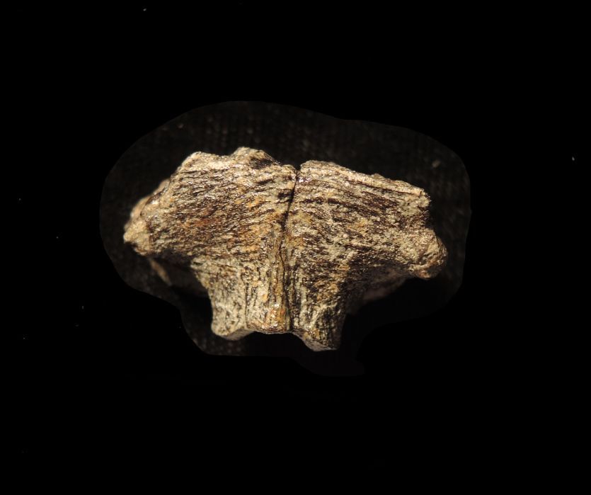 Onderzoekers hebben uitzonderlijk goed bewaard gebleven cellen gevonden in het supraoccipitale bot van een juveniele Hypacrosaurus een hadrosaurir Het botfragment maakte deel uit van het achterhoofdsbeen van een hadrosauruskuiken Dit gedeelte van de schedel verhardt zich geleidelijk van kraakbeen tot bot naarmate het dier ouder wordt