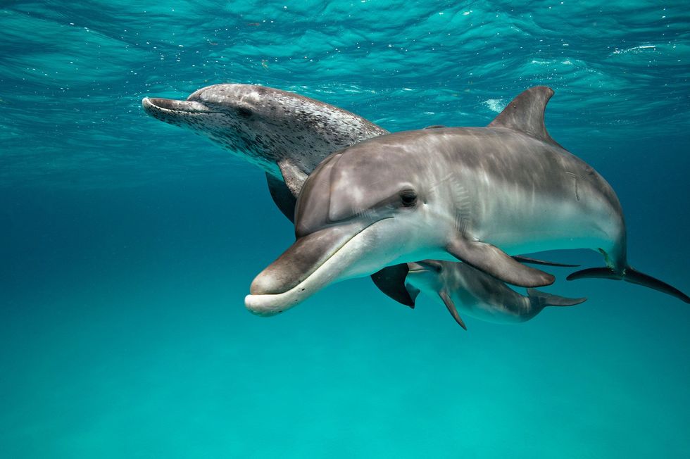 Atlantische vlekdolfijnen en tuimelaars zwemmen voor de kust van Bimini in de Bahamas