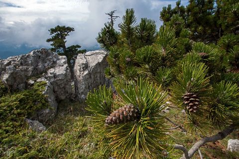 In het Parco nazionale del Pollino staan ook deze Bosnische dennen Coniferen behoren tot de langst levende bomen ter wereld