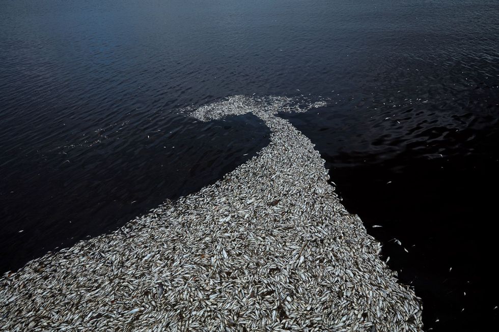 Na een zware episode van rood tij voor de kust bij Sanibel in Florida worden duizenden dode vissen door de wind en door stromingen bijeengedreven