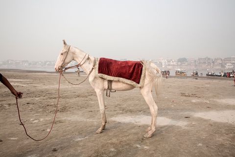 Een mager paard wacht op de vrome hindoes om langs de oevers van de Ganges te vervoeren