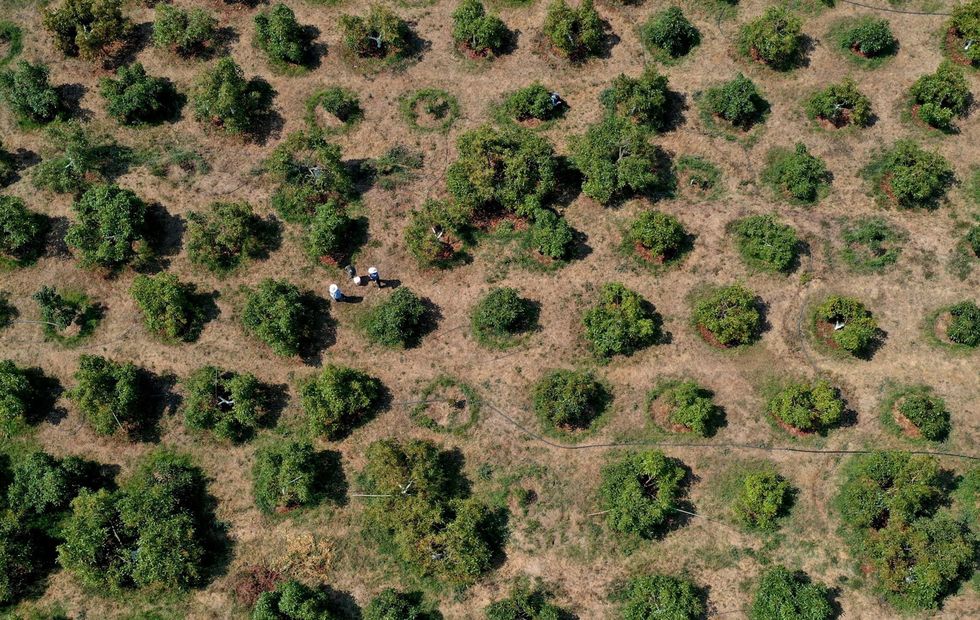 Boeren werken op de avocadoplantage El Carmen in Tochimilco een dorp in de Mexicaanse deelstaat Puebla Door de opwarming van de aarde en veranderingen in neerslagpatronen zouden tegen het jaar 2050 in sommige regios van Mexico meer avocados kunnen worden geteeld