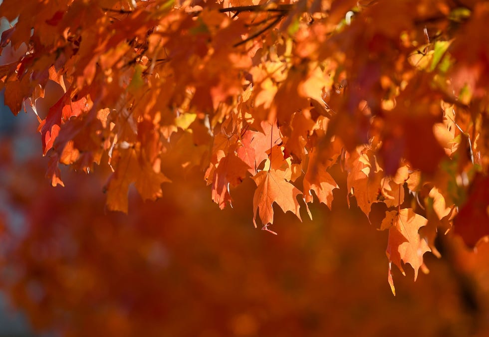 Met het kouder worden van de dagen in oktober nemen esdoorns bij Wernersville Pennsylvania een roestrode tint aan Rode bladeren ontlenen hun pracht aan anthocyanen kleurstoffen die bomen helpen om ter voorbereiding op de winter extra voedingsstoffen te absorberen