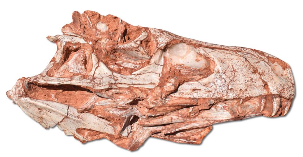 De schedel van Gnathovorax cabreirai werd blootgelegd in de buurt van het plaatsje So Joo do Polsine in het uiterste zuiden van Brazili