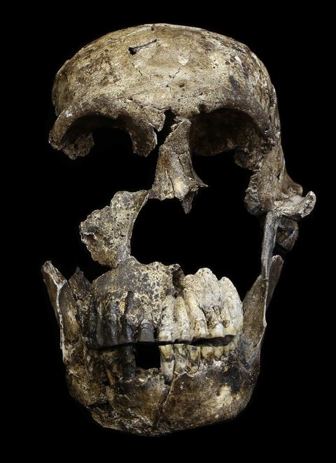 Botten die tot minstens drie personen behoren waren gevonden in de Lesedikamer in het Rising Star grottencomplex DIt is de bijna volledige schedel van een van de volwassenen