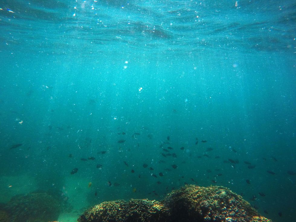 Vissen zwemmen boven een stuk gebleekt koraal in de Kneohe Bay voor de kust van het Hawaaanse eiland Oahu