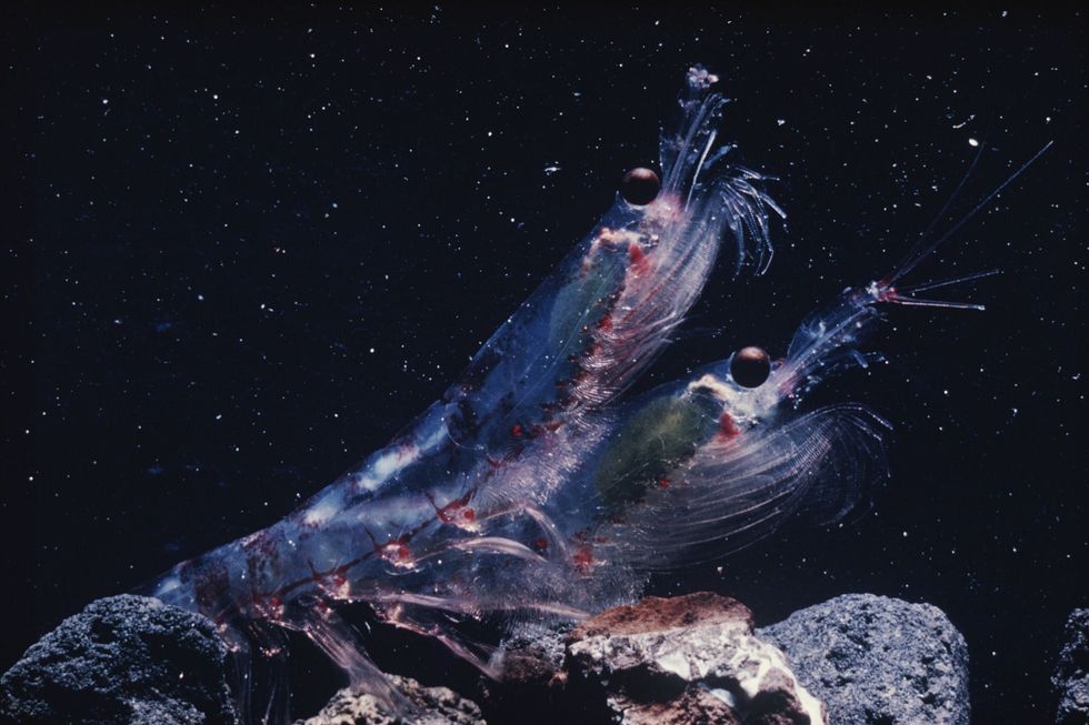 Krill staat aan de basis van de voedselketen waar veel zeedieren afhankelijk van zijn zoals zeehonden en walvissen