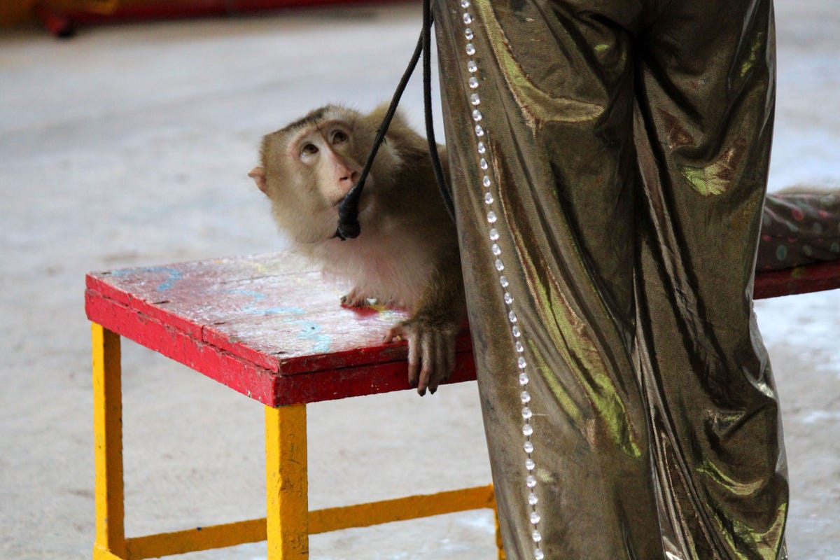 De circusapen leken bang te zijn voor hun verzorgers zei dierenactivist Dave Neale van Animals Asia die het circus vorig jaar bezocht