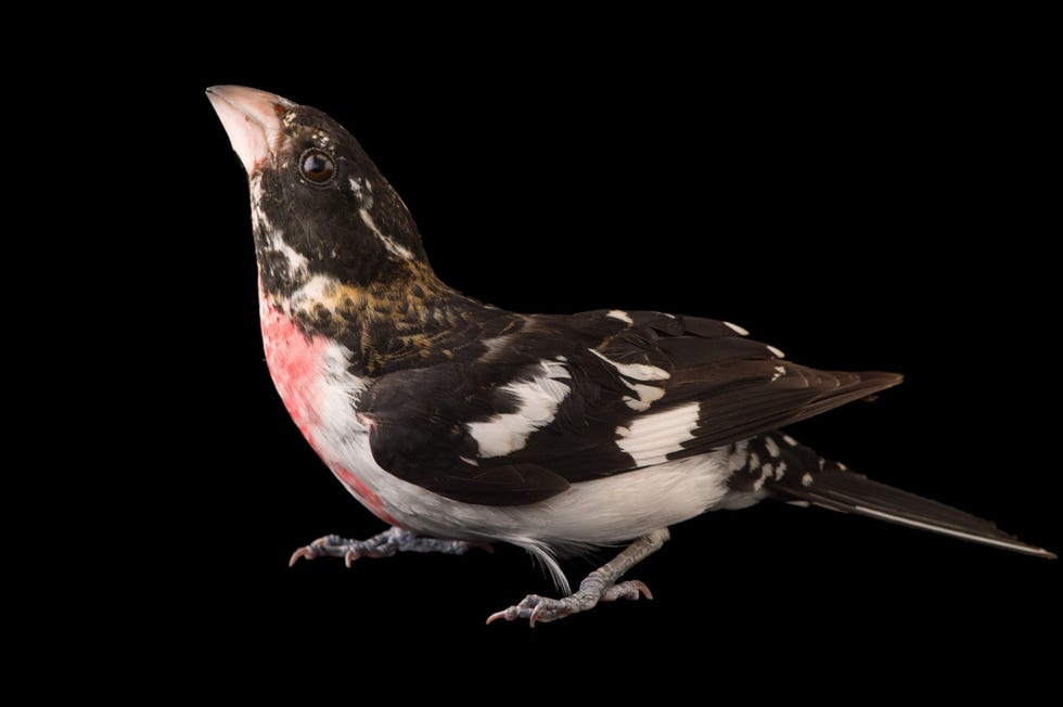 Vr 2020 hadden wetenschappers nog nooit een kruising tussen een roodborstkardinaal en een zwartvleugeltangare op de foto een exemplaar in de dierentuin van Columbus gespot