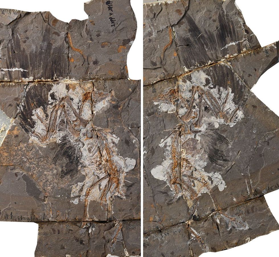 Fossiel van de dinosaurirvogel Jinguofortis perplexus uit het late Krijt