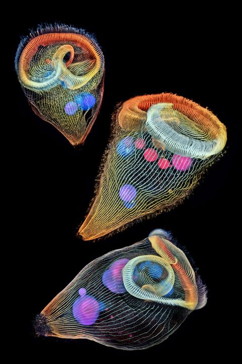 Igor Siwanowicz onderzoeker aan het Howard Hughes Medical Institute benadrukte de driedimensionale vormen van deze stentors eencellige zoetwaterprotozon met behulp van speelse kleurcodes