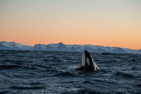 Een orka tilt zijn kop uit het water in het Andfjord in Noorwegen