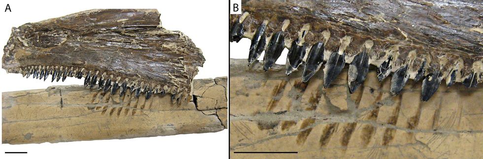 Een foto met het bot van de pteranodon met daarbij een fossiele kaak van de uitgestorven beenvis saurodon leanus