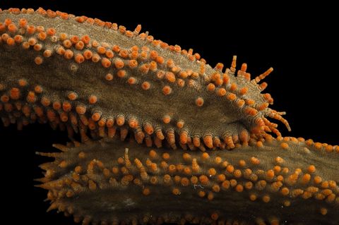 Zeekomkommer van de soort Cucumaria frondosa in het Gulf Specimen Marine Lab in Panacea Florida