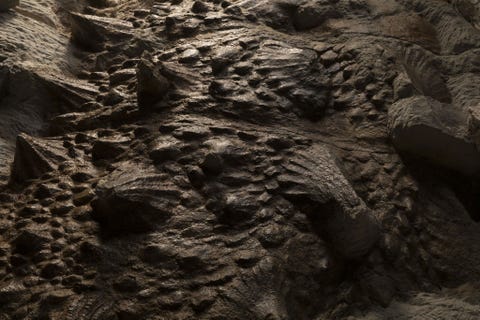 Opmerkelijk genoeg bevinden de beenplaten die Zuul zijn stekelige uiterlijk geven zich nog op de oorspronkelijke plek Gewoonlijk raken deze platen of osteodermen verspreid omdat ze bij de afbraak van het kadaver uit de huid vallen