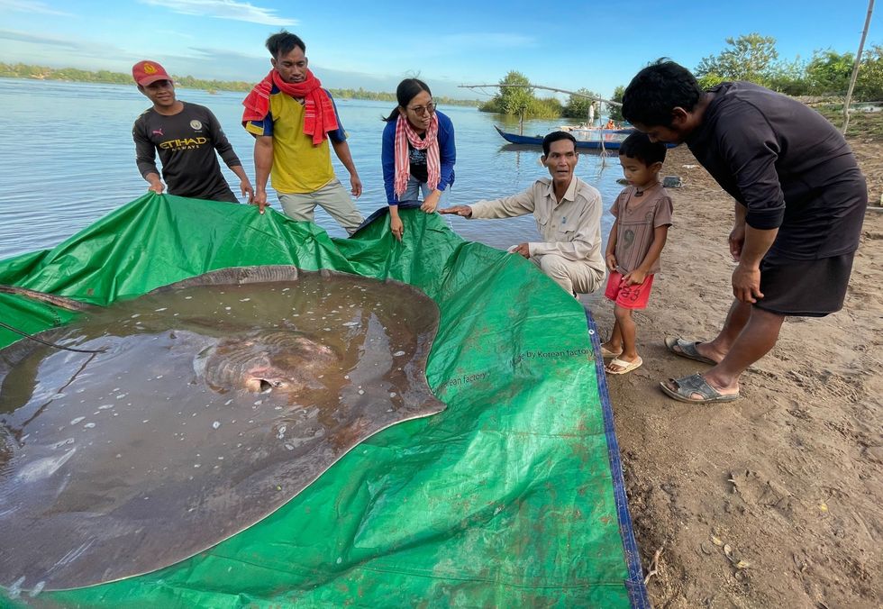 In het noorden van Cambodja legt een dorpsoudste aan een jongetje uit dat de reuzenzoetwaterpijlstaartrog beschermd moet worden kort na het maken van deze foto werd de vis weer teruggezet in de Mekong Volgens de Rode Lijst van de IUCN wordt de reuzenzoetwaterpijlstaartrog met uitsterven bedreigd