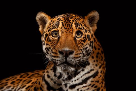 Vereerd als een god door de oude Azteken en de Mayas is de jaguar Panthera onca de machtigste jager in Centraal en ZuidAmerika en de op twee na grootste kat op aarde na de leeuwen en de tijgers