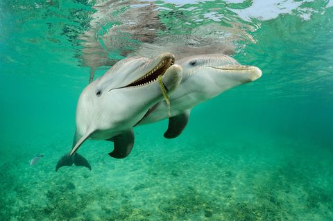 Als onderdeel van experimenteel onderzoek naar dolfijnengedrag worden deze tuimelaars Tursiops truncatus in Roatan Honduras deels in gevangenschap gehouden waarbij ze heen en weer kunnen zwemmen tussen een groot omheind stuk water en de open zee