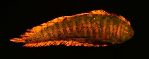 Deze platvis geeft op zijn rug een feloranje op de foto lichtsignaal af maar heeft een fluorescerend groen patroon op zijn buik